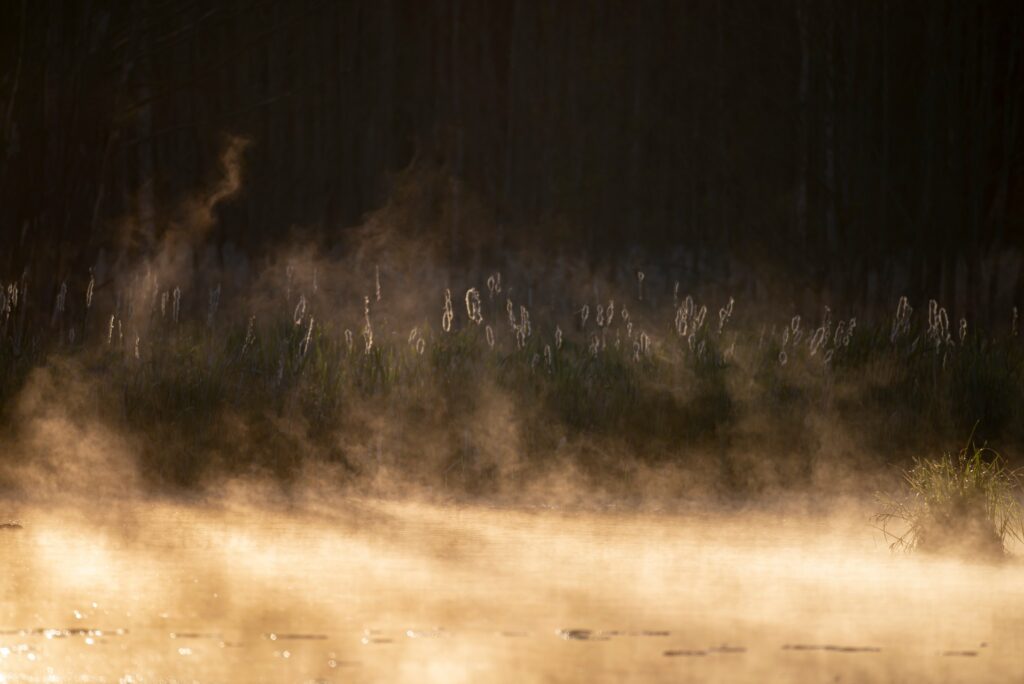 Rafał Polakowski (RP0200)