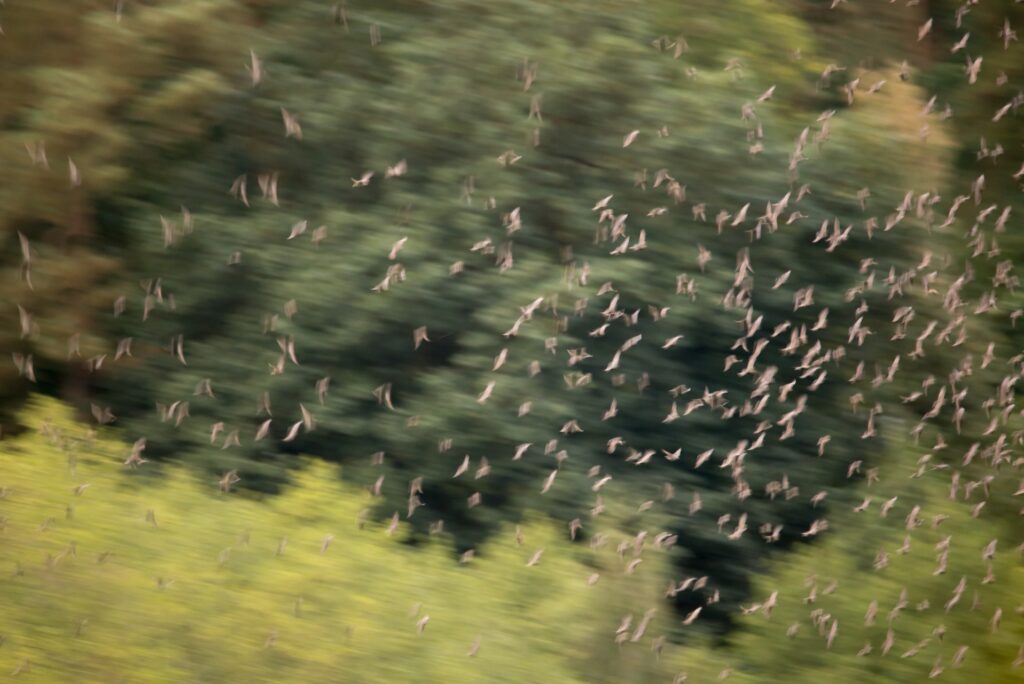 Rafał Polakowski (RP0279)